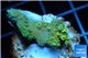 Acropora pikachu Indonesia 2-4 cm WYSIWYG acclimaté