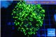 Euphyllia paraancora toxic green 4-8 cm WYSIWYG acclimaté