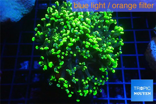 Euphyllia paraancora toxic green 4-8 cm WYSIWYG acclimaté