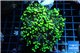 Euphyllia paraancora toxic green 4-8 cm WYSIWYG acclimaté
