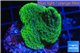Montipora green & purple polyps Fijii 3-4 cm WYSIWYG acclimaté