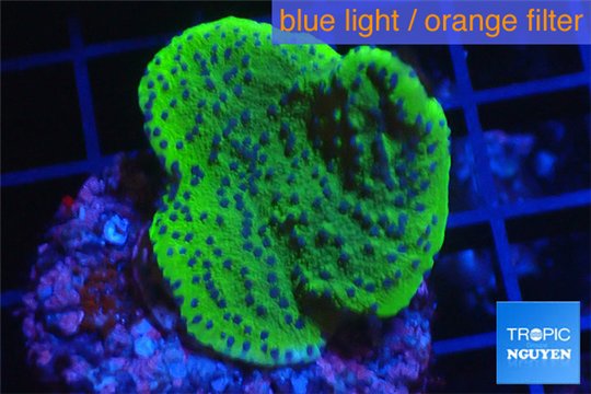 Montipora green & purple polyps Fijii 3-4 cm WYSIWYG acclimaté