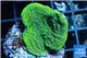 Montipora green & purple polyps Fijii 3-4 cm WYSIWYG acclimaté