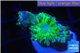 Duncanopsammia green 2-3 polyps WYSIWYG acclimaté