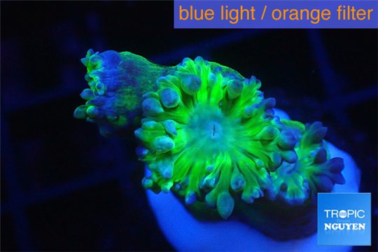 Duncanopsammia green 2-3 polyps WYSIWYG acclimaté