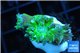 Duncanopsammia green 2-3 polyps WYSIWYG acclimaté