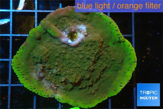 Montipora green & purple polyps Fijii 4-6 cm WYSIWYG acclimaté