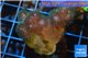 Pocillopora green & pink tip 2-3 cm WYSIWYG acclimaté