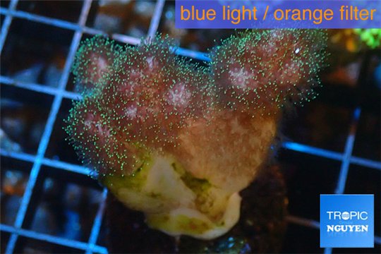 Pocillopora green & pink tip 2-3 cm WYSIWYG acclimaté