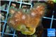 Pocillopora green & pink tip 2-3 cm WYSIWYG acclimaté
