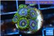 Zoanthus neon green magician blue 5-7 polyps WYSIWYG acclimaté