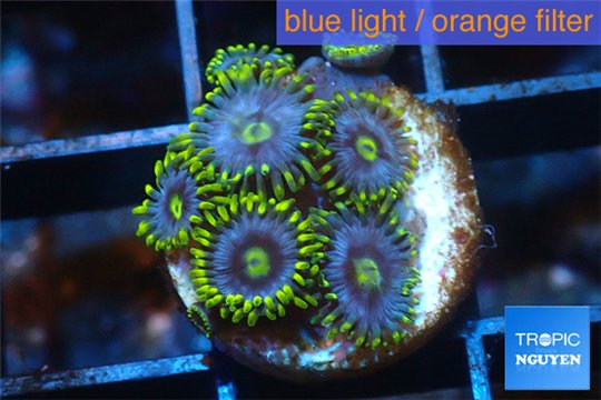 Zoanthus neon green magician blue 5-7 polyps WYSIWYG acclimaté