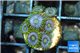 Zoanthus neon green magician blue 5-7 polyps WYSIWYG acclimaté