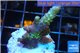 Acropora sunset pink toxic green polyps 2-4 cm WYSIWYG acclimaté