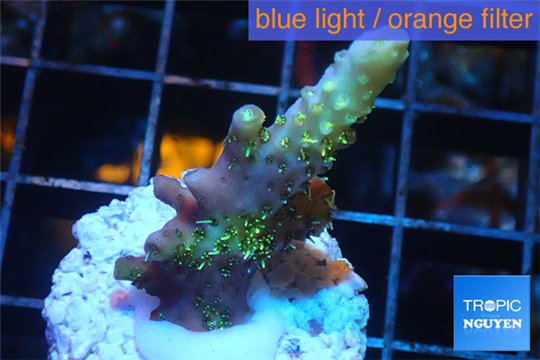 Acropora sunset pink toxic green polyps 2-4 cm WYSIWYG acclimaté