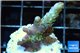 Acropora sunset pink toxic green polyps 2-4 cm WYSIWYG acclimaté
