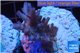 Acropora full purple Indonesia 3-4 cm WYSIWYG acclimaté