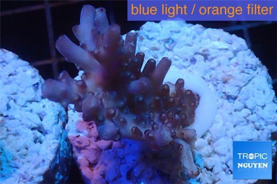 Acropora full purple Indonesia 3-4 cm WYSIWYG acclimaté