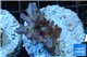 Acropora full purple Indonesia 3-4 cm WYSIWYG acclimaté