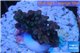Acropora purple Indonesia 2-3 cm WYSIWYG acclimaté