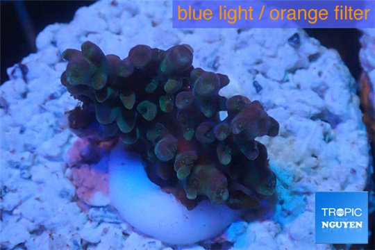 Acropora purple Indonesia 2-3 cm WYSIWYG acclimaté