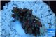 Acropora purple Indonesia 2-3 cm WYSIWYG acclimaté