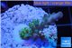 Acropora green purple yellow polyps Fijii 1-3 cm WYSIWYG acclimaté