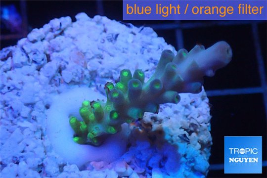 Acropora green purple yellow polyps Fijii 1-3 cm WYSIWYG acclimaté