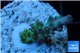 Acropora green purple yellow polyps Fijii 1-3 cm WYSIWYG acclimaté