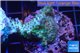 Acropora green purple Australia 2-4 cm WYSIWYG acclimaté