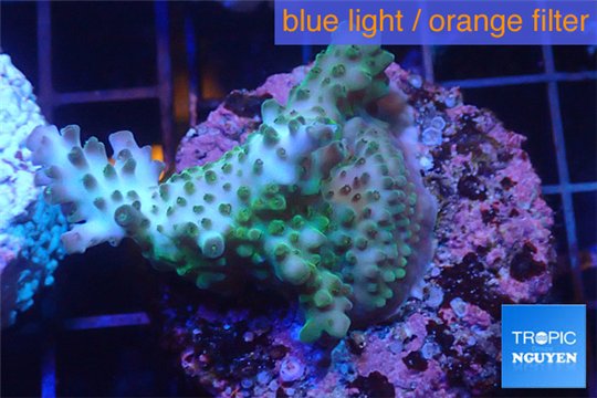 Acropora green purple Australia 2-4 cm WYSIWYG acclimaté