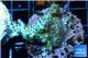 Acropora green purple Australia 2-4 cm WYSIWYG acclimaté