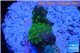 Acropora humilis green purple Fijii 1-3 cm WYSIWYG acclimaté