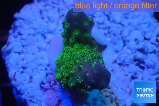 Acropora humilis green purple Fijii 1-3 cm WYSIWYG acclimaté