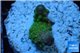 Acropora humilis green purple Fijii 1-3 cm WYSIWYG acclimaté