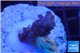 Acropora purple Indonesia 2-3 cm WYSIWYG acclimaté
