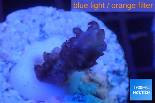 Acropora purple Indonesia 2-3 cm WYSIWYG acclimaté