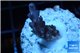 Acropora purple Indonesia 2-3 cm WYSIWYG acclimaté