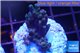 Acropora purple Indonesia 2-3 cm WYSIWYG acclimaté