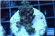 Acropora purple Indonesia 2-3 cm WYSIWYG acclimaté