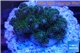 Pocillopora green & pink tip 3-4 cm WYSIWYG acclimaté