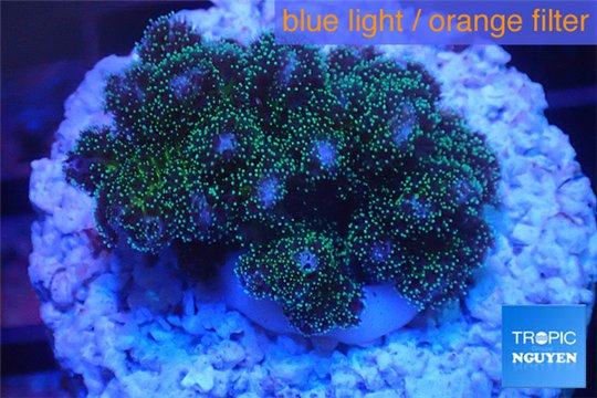 Pocillopora green & pink tip 3-4 cm WYSIWYG acclimaté