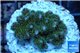 Pocillopora green & pink tip 3-4 cm WYSIWYG acclimaté
