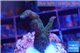 Acropora green & pink Indonesia 2-4 cm WYSIWYG acclimaté