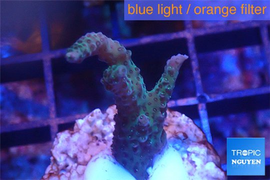 Acropora green & pink Indonesia 2-4 cm WYSIWYG acclimaté
