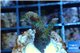 Acropora green & pink Indonesia 2-4 cm WYSIWYG acclimaté