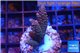 Acropora millepora pink Indonesia 3-4 cm WYSIWYG acclimaté