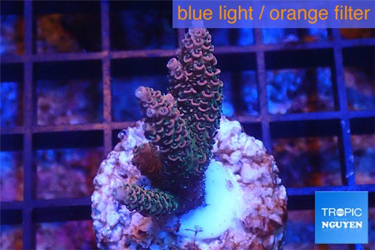 Acropora millepora pink Indonesia 3-4 cm WYSIWYG acclimaté