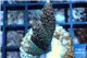 Acropora millepora pink Indonesia 3-4 cm WYSIWYG acclimaté