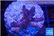 Acropora pink purple table Fijii 2-4 cm WYSIWYG acclimaté